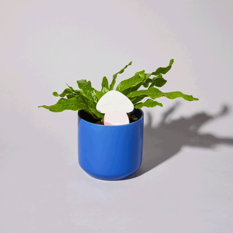 Biodegradable Plant Color Changing Hygrometer