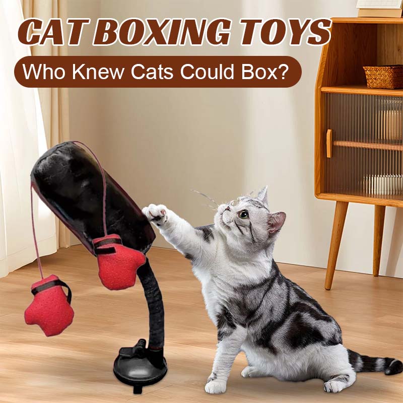 Katzenboxspielzeug