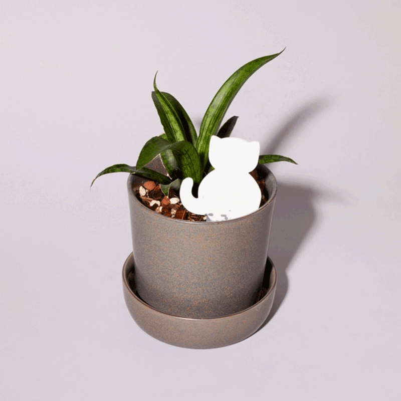 Biodegradable Plant Color Changing Hygrometer