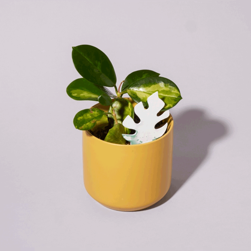 Biodegradable Plant Color Changing Hygrometer