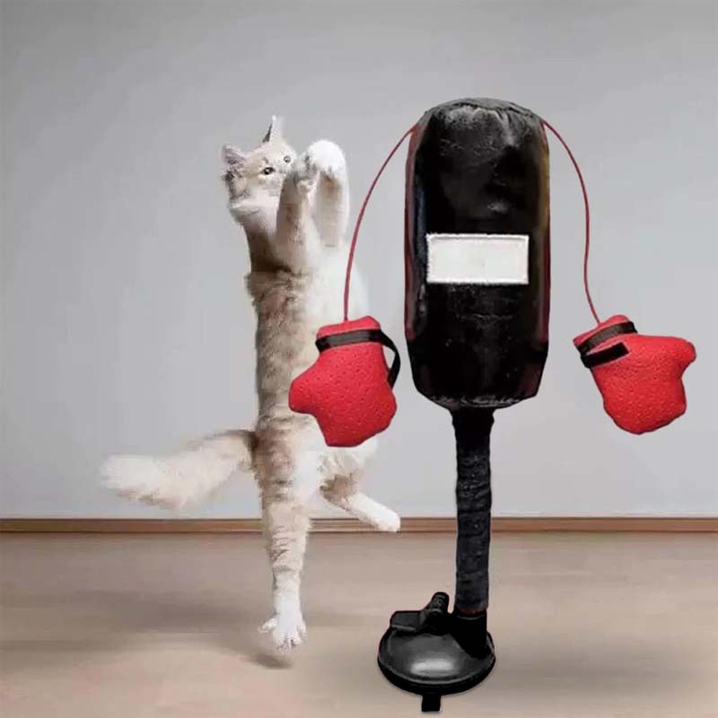 Katzenboxspielzeug