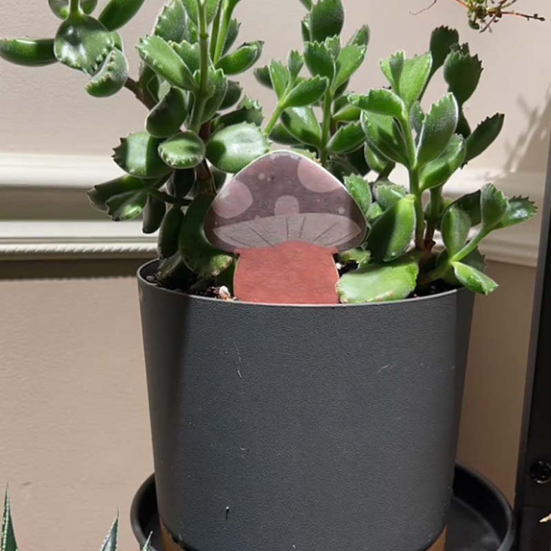 Biodegradable Plant Color Changing Hygrometer