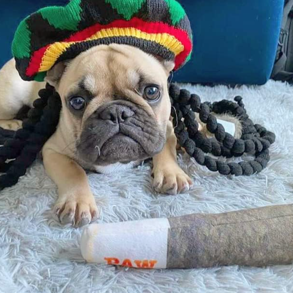 Die Pfote Doobie